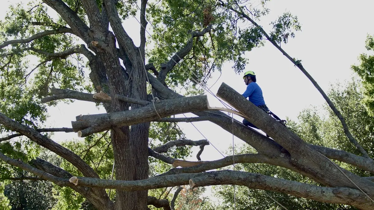 Professional Hazardous Tree Removal performed by certified arborists in Echola